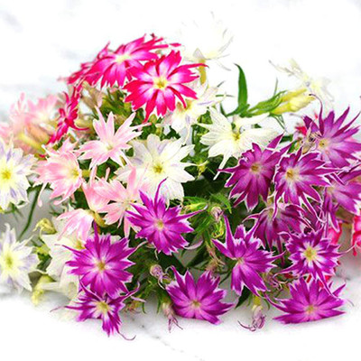 Aywal Phlox Mix Color Flower Seed(80 per packet)