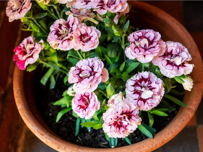Lorvox Carnation Mixed Flower Seed(110 per packet)