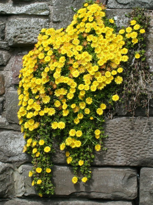 Epazo Daisy Seed(55 per packet)