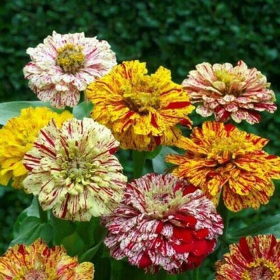 CYBEXIS ATS-50 - Peppermint Stick Mix Zinnia Flower - (30 Seeds) Seed(30 per packet)