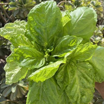 Qualtivate GBPUT-46 Lettuce Leaf Basil Seed(1000 per packet)