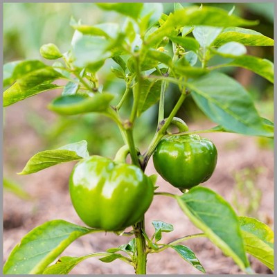 CYBEXIS HUA-99 - Capsicum/ Shimla mirchi - (150 Seeds) Seed(150 per packet)