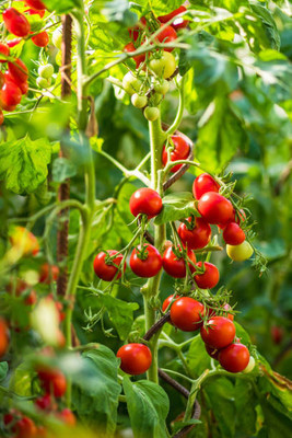 SGPM Collections tomato Seed(75 per packet)