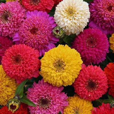 abiswas Zinnia All Colour Flower Seeds, Zinnia Red, Zinnia Pink Seed(39 per packet)