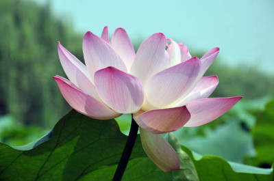 KANISHQ lotus,kamal gatta Seed(10 per packet)