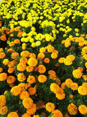 Kuota marigold/gende ka phool flower seeds Seed(50 per packet)