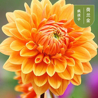 CRGO DAHLIA Seed(50 per packet)