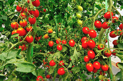 Kritharth Creation tomato Seed(120 per packet)
