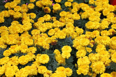 SH ENTERPRISE marigold/gende ka phool flower seeds Seed(25 per packet)
