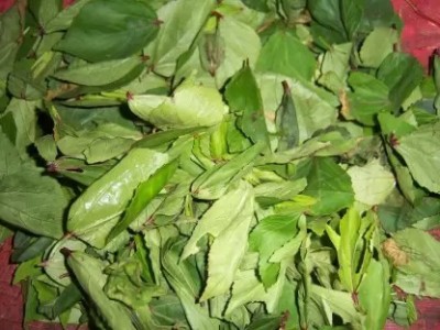 Chalisa Agencies Ambada Red, Gongura, Roselle Seed(24 per packet)