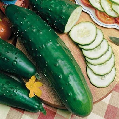 VibeX NBIR-93 - Select Slicer Hybrid Cucumber - (1350 Seeds) Seed(1350 per packet)