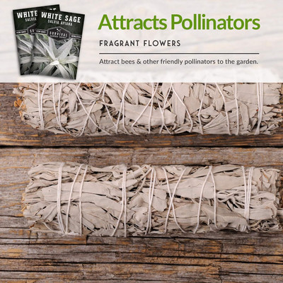 Qualtivate PUA-2A White Sage Seeds Seed(100 per packet)