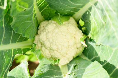 AARADYAPRIYAL white cauliflower,gobhee seeds Seed(20 per packet)
