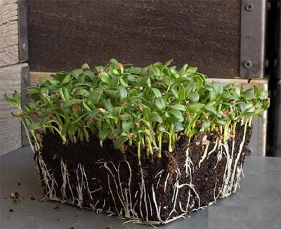 CYBEXIS (METHA) MICROGREEN2800 Seeds Seed(2800 per packet)