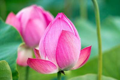 PARAM lotus,kamal gatta Seed(14 per packet)
