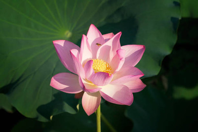 Petzlifeworld lotus,kamal gatta Seed(10 per packet)