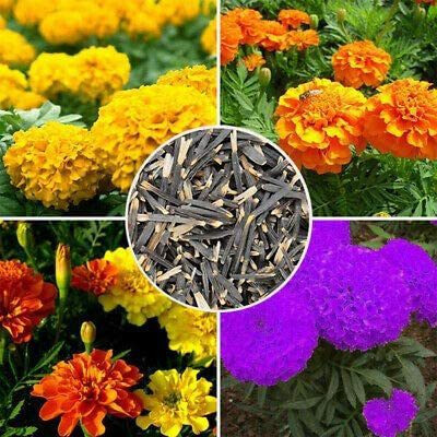CYBEXIS XLR-57 - Mixed Marigold - (2250 Seeds) Seed(2250 per packet)
