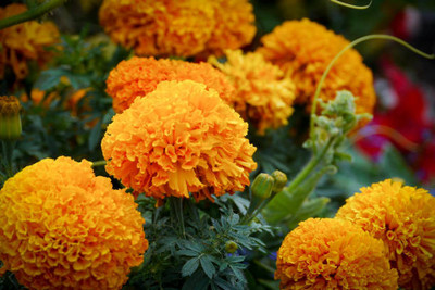 dpays marigold/gende ka phool flower seeds Seed(75 per packet)