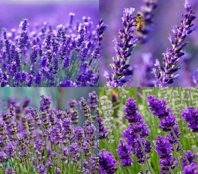 ibains Lavender flower seeds for home garden no of seeds 33 Seed(33 per packet)