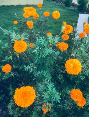 BASF marigold/gende ka phool flower seeds Seed(50 per packet)