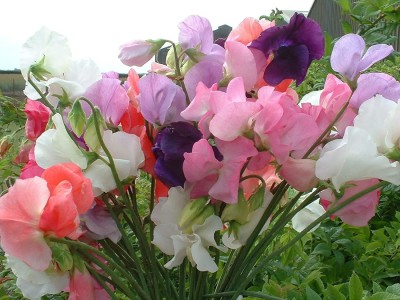 VibeX Sweet Pea Mixed Seeds For Home and Gardening winter (200 Seeds) Seed(200 per packet)