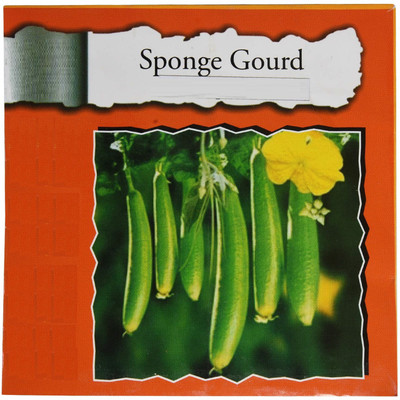 VibeX PAU-79 - Sponge Gourd Dark Green Loofah - (100 Seeds) Seed(100 per packet)