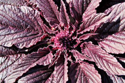 Hmr MIDNIGHT RED AMARANTHUS Cruentus Amaranth Seed(500 per packet)