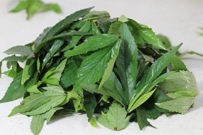 PADMAVATHI ENTERPRISES Gongura Seeds Seed(100 per packet)