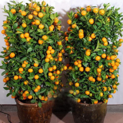 Aywal Orange Fruit Hybrid Seed(41 per packet)