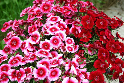 Epazo Sweet William Flower Seed(20 per packet)