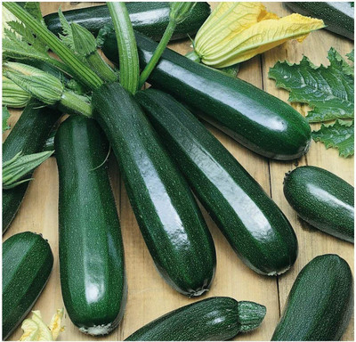 CYBEXIS GUA-49 - Zucchini Black Beauty(Green) - (75 Seeds) Seed(75 per packet)