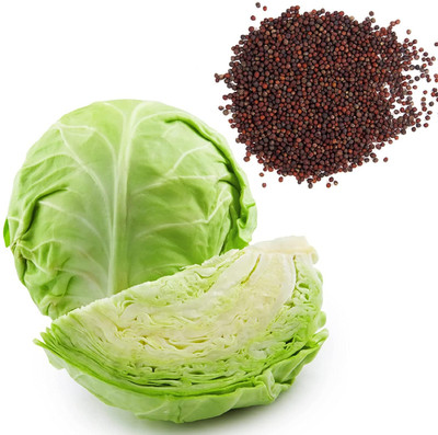wequality cabbage seeds f1/cabbage seeds 39 Seed(39 per packet)