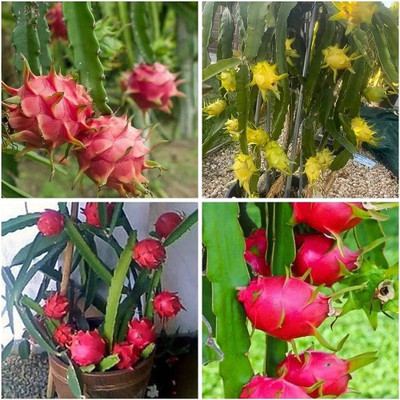 wequality Mix Dragon fruit seeds/Dragon fruit seed 21 Seed(21 per packet)