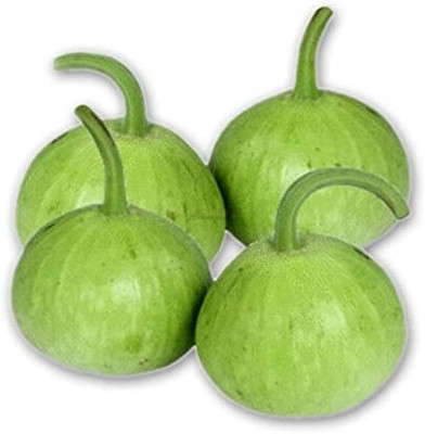 Qualtivate EXL-4AT Round bottle gourd Hybrid Seeds Seed(50 per packet)