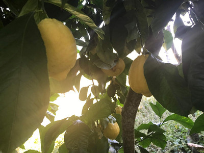 WILLVINE Kagzi Lemon Dwarf Variety-[25 Seeds] Seed(25 per packet)