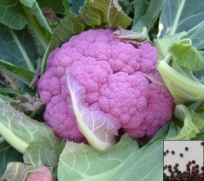 Farmers Choice Cauliflower Purple Vegetable Seed(350 per packet)