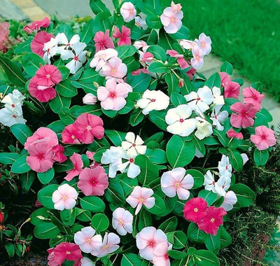 Platis Vinca rosea flower Seed(100 per packet)