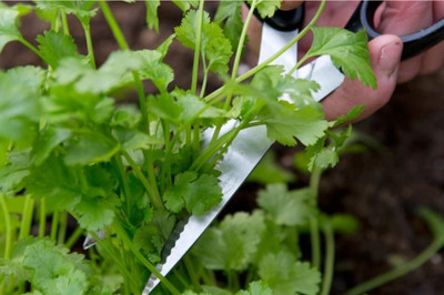 Avysa Organic Cilantro/Coriander Seed(100 per packet)