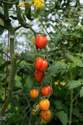 Epoojacart tomato Seed(130 per packet)