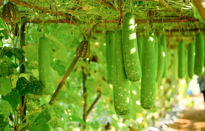 CRGO GHIYA , LAUKI , BOTTLE GOURD Seed(20 per packet)