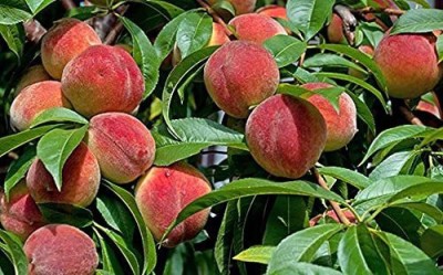 KANAYA Peach Fruit Seeds For Home Gardening Seed(9 per packet)