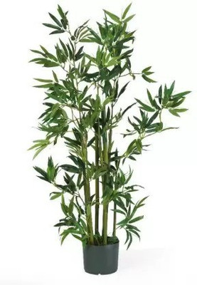 MAA Bamboo, Lucky bamboo Seed(170 per packet)