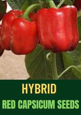 VibeX HUA-14 - CAPSICUM Big Red Chili Pepper - (1350 Seeds) Seed(1350 per packet)