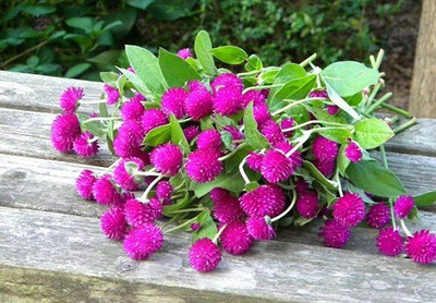 Lorvox Gomphrena Flower Seed(40 per packet)