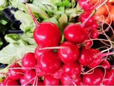 LPR MULI ,WHITE RADISH Seed(50 per packet)