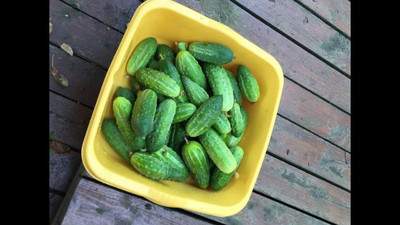 Qualtivate GBPT-8A Cucumber Source F1 Rodnichok Open-Pollinated Seed(300 per packet)