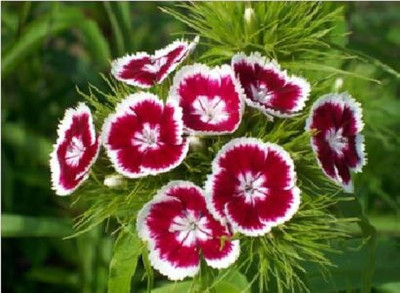 Infintegreen Dianthus Flower Seed(100 per packet)