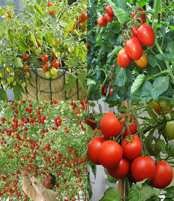 ibains High breed tomato seeds bij 27 Seed(57 per packet)