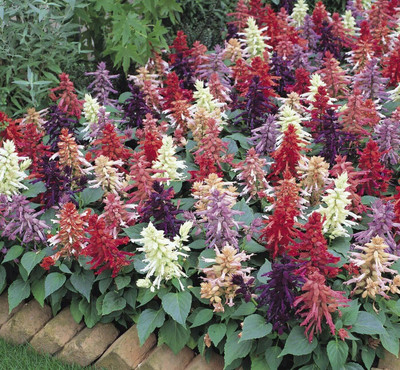 Aywal Salvia Mixed Seed(20 per packet)
