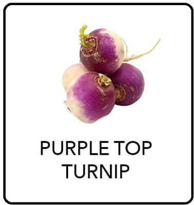 CYBEXIS Purple Top Turnip2000 Seeds Seed(2000 per packet)